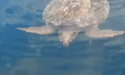 Çanakkale Boğazı’nda yolunu şaşıran caretta caretta yat limanına girdi