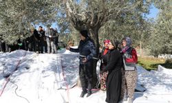 Edremit’te zeytin hasadı Meci geleneği ile son buldu