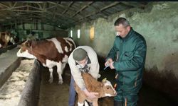 Elazığ’da şap ile mücadele: 5 bin büyükbaş aşılandı, 255 işletmede sağlık taraması yapıldı