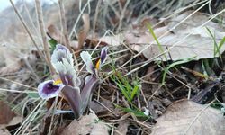 Malatya’da kar yağışı devam ederken Pütürge’de nevruz ve badem ağaçları çiçek açtı