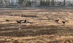 Nusaybin’de başıboş sokak köpekleri okul çevrelerinde tedirginliğe neden oluyor