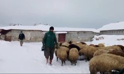 Sibirya soğukları besicileri zorluyor