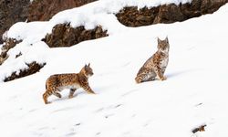 Tunceli’de koruma altında bulunan vaşak ailesi görüldü