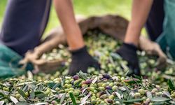 Zeytin ve zeytinyağı sektöründe verimliliği artıracak Avrupa Birliği projesi