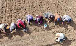 35 yıldır sarımsak tarlalarında çalışan kadın: "Düğüne gider gibi sarımsak tarlasına geliyorum"