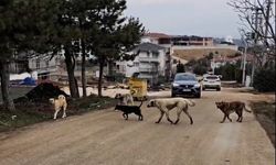 Bilecik’te gece sokaklarda insandan çok köpekler geziyor