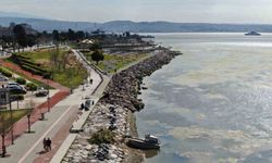 İzmir Bostanlı sahilini deniz marulu sardı