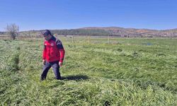 Muğla’da ‘Buğday Süne Zararı’ kontrolleri yapıldı