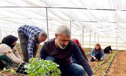 Şanlıurfa’da sebze fideleri seralarda toprakla buluştu