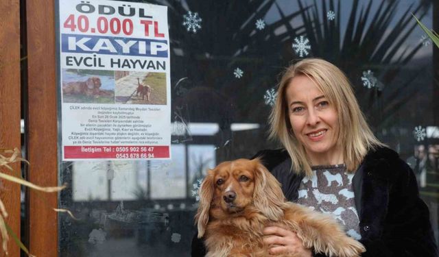 Sokak sokak afiş asarak aradığı İngiliz Cocker cinsi köpeğini getirene 40 bin TL ödül verecek