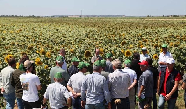 Çanakkale’de üreticilere yerli ve milli ayçiçeği tohumu dağıtılacak