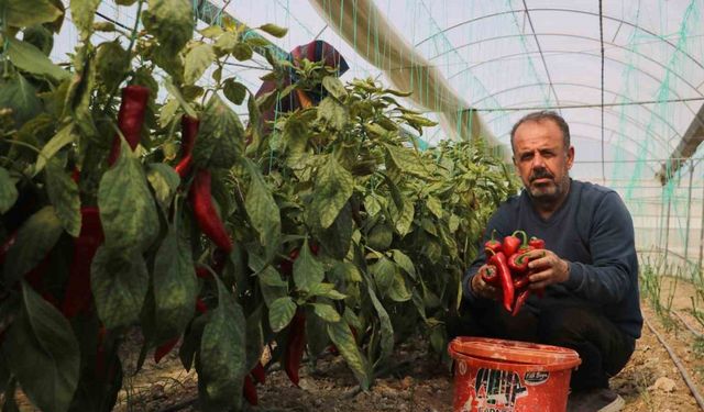 Zirai don sonrası turfanda hasat edilen kapya biber serada 80 TL’den alıcı buluyor